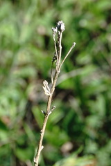 Pentanema germanicum