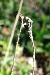 Pentanema germanicum