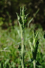 Silene densiflora