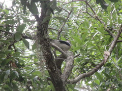 Cyanocitta cristata image