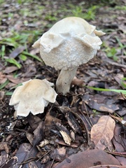 Chlorophyllum nothorhacodes