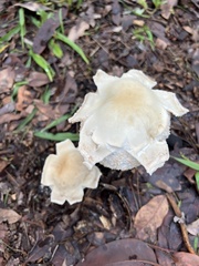 Chlorophyllum nothorhacodes
