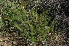 Stachys angustifolia