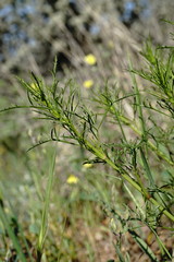 Stachys angustifolia