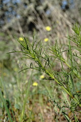 Stachys angustifolia