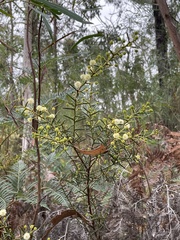Acacia genistifolia