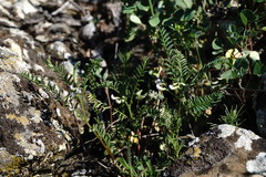 Vicia ervilia