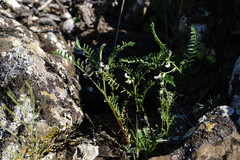 Vicia ervilia