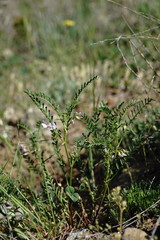 Vicia ervilia