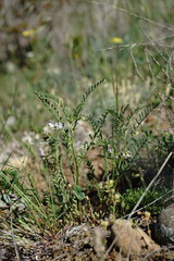 Vicia ervilia
