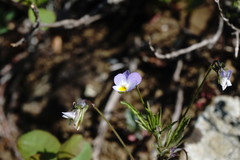 Viola hymettia