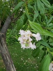 × chitalpa tashkentensis