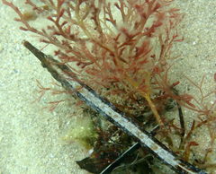 Mitotichthys meraculus