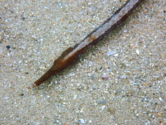 Mitotichthys meraculus