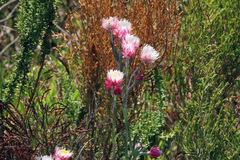 Achyranthemum affine