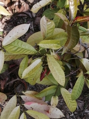 Excoecaria cochinchinensis