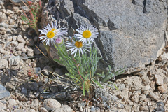 Erigeron concinnus concinnus