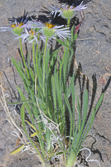 Erigeron concinnus concinnus