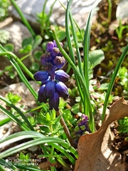 Muscari inconstrictum