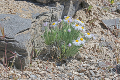 Erigeron concinnus concinnus