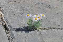 Erigeron concinnus concinnus