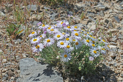 Erigeron concinnus concinnus
