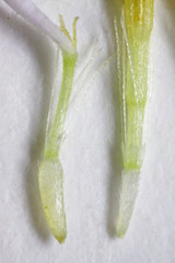 Erigeron concinnus concinnus