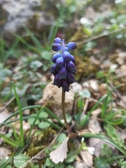 Muscari inconstrictum