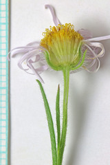 Erigeron concinnus concinnus