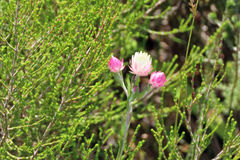 Achyranthemum affine