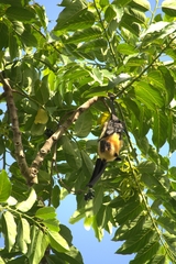 Pteropus seychellensis comorensis