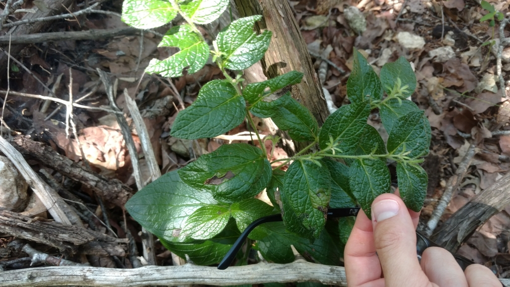 Lithospermum helleri; photograph Cleveland Powell, CC BY, iNaturalist via GBIF