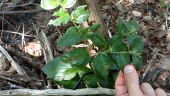 Lithospermum helleri