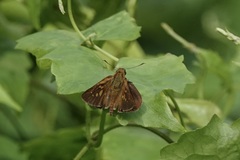 Polytremis lubricans