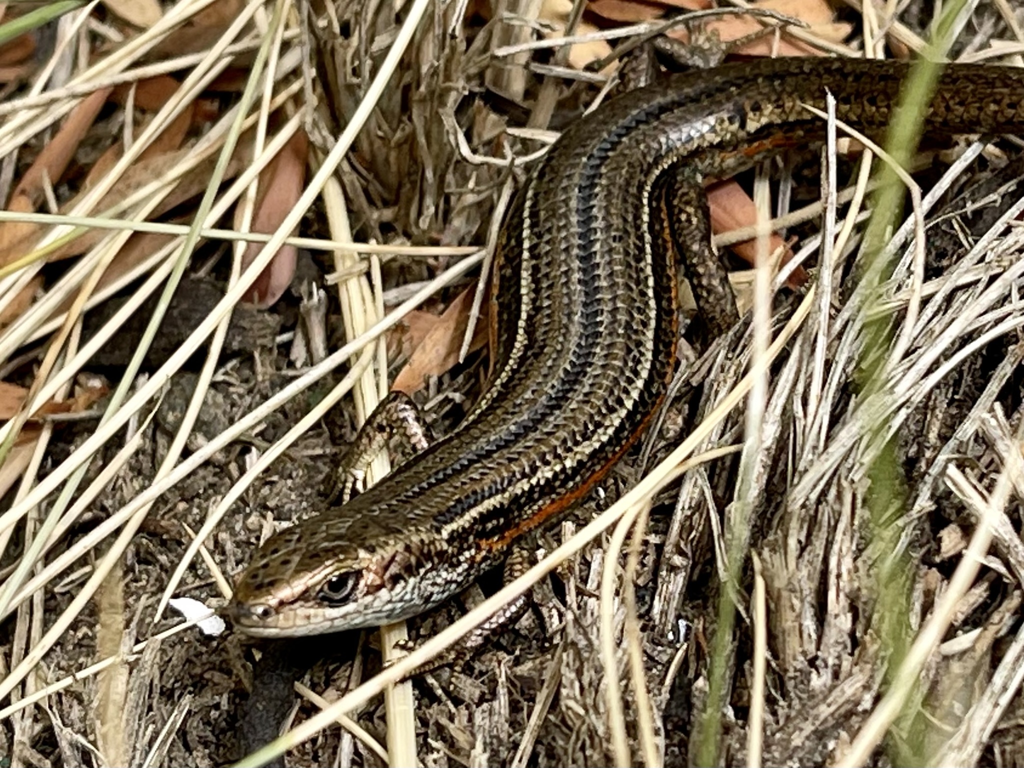 MBR porno qilayotgan qizning videosi