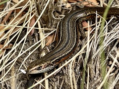 Southern Grass Tussock Skink photo 2
