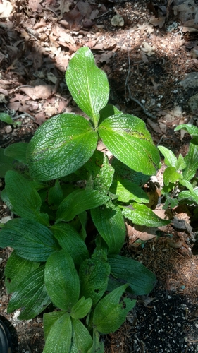 Lithospermum helleri, photograph 1