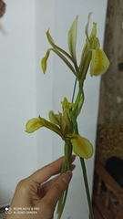 Iris grant-duffii
