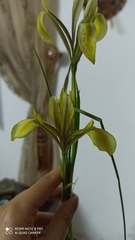 Iris grant-duffii