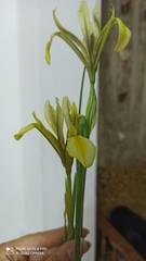 Iris grant-duffii