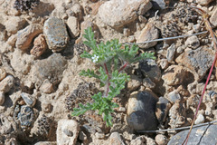 Ipomopsis polycladon