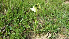 Fritillaria liliacea