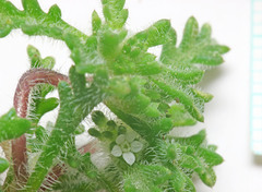 Ipomopsis polycladon