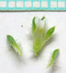 Ipomopsis polycladon