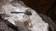 Austroaeschna hardyi