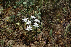 Ornithogalum navaschinii