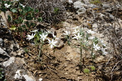 Ornithogalum navaschinii