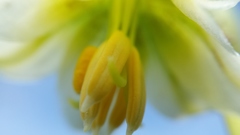 Fritillaria liliacea