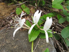 Lonicera japonica