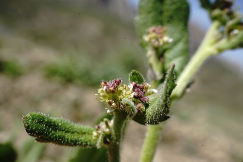 Euclidium syriacum (L.) W.T.Aiton